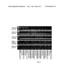 KIR3DL1 ALLELE CLASSIFICATION KIT AND METHOD diagram and image