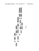 KIR3DL1 ALLELE CLASSIFICATION KIT AND METHOD diagram and image