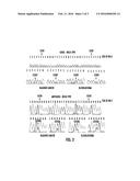 TERT PROMOTER MUTATIONS IN CANCER diagram and image