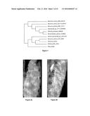 NOVEL FUNGAL STRAIN BEAUVERIA SP. MTCC 5184 AND A PROCESS FOR THE     PREPARATION OF ENZYMES THEREFROM diagram and image