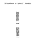 NOVEL FUNGAL STRAIN BEAUVERIA SP. MTCC 5184 AND A PROCESS FOR THE     PREPARATION OF ENZYMES THEREFROM diagram and image