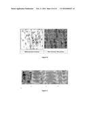 NOVEL FUNGAL STRAIN BEAUVERIA SP. MTCC 5184 AND A PROCESS FOR THE     PREPARATION OF ENZYMES THEREFROM diagram and image