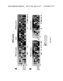 SYSTEMS AND METHODS FOR FACILITATING DIAGNOSIS, PROGNOSIS AND TREATMENT OF     CANCER BASED ON DETECTION OF HER3 ACTIVATION diagram and image