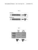 COMPOSITION FOR DETECTION OR DIAGNOSIS OF DISEASES CONTAINING     TRANSCRIPTION ACTIVATOR-LIKE EFFECTOR diagram and image