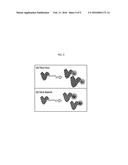 COMPOSITION FOR DETECTION OR DIAGNOSIS OF DISEASES CONTAINING     TRANSCRIPTION ACTIVATOR-LIKE EFFECTOR diagram and image