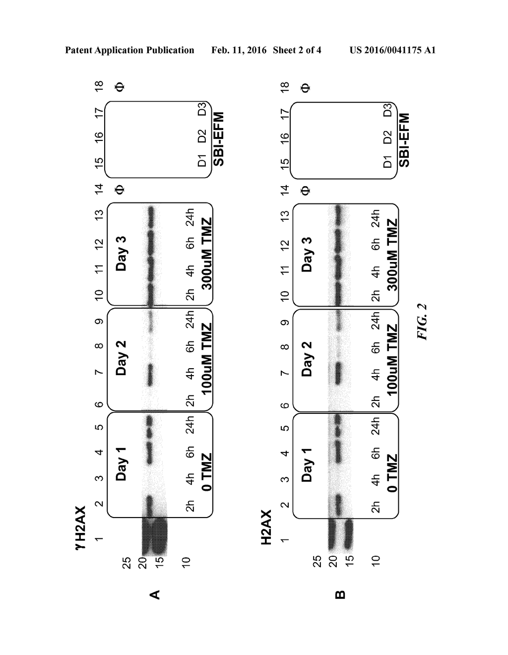 MICROVESICLE HISTONE H2AX AS A BIOMARKER FOR GENOTOXIC STRESS - diagram, schematic, and image 03