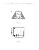 COMPOSITIONS AND METHODS FOR MAKING AND USING OXYGEN SENSING NANOFIBERS     AND SCAFFOLDS diagram and image