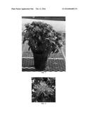 Monarda Plant named  Balbalmose  diagram and image