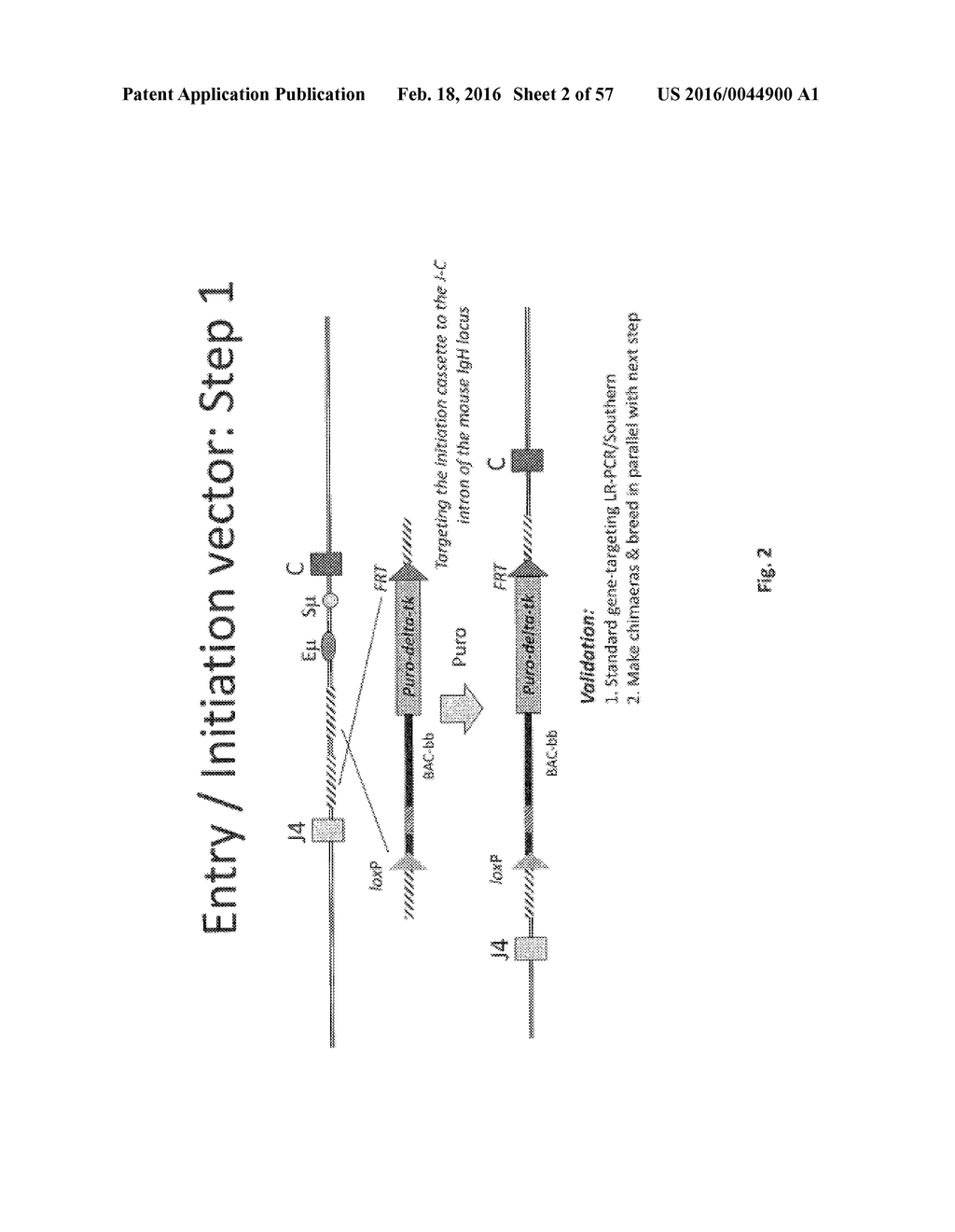 ANIMAL MODELS AND THERAPEUTIC MOLECULES - diagram, schematic, and image 03