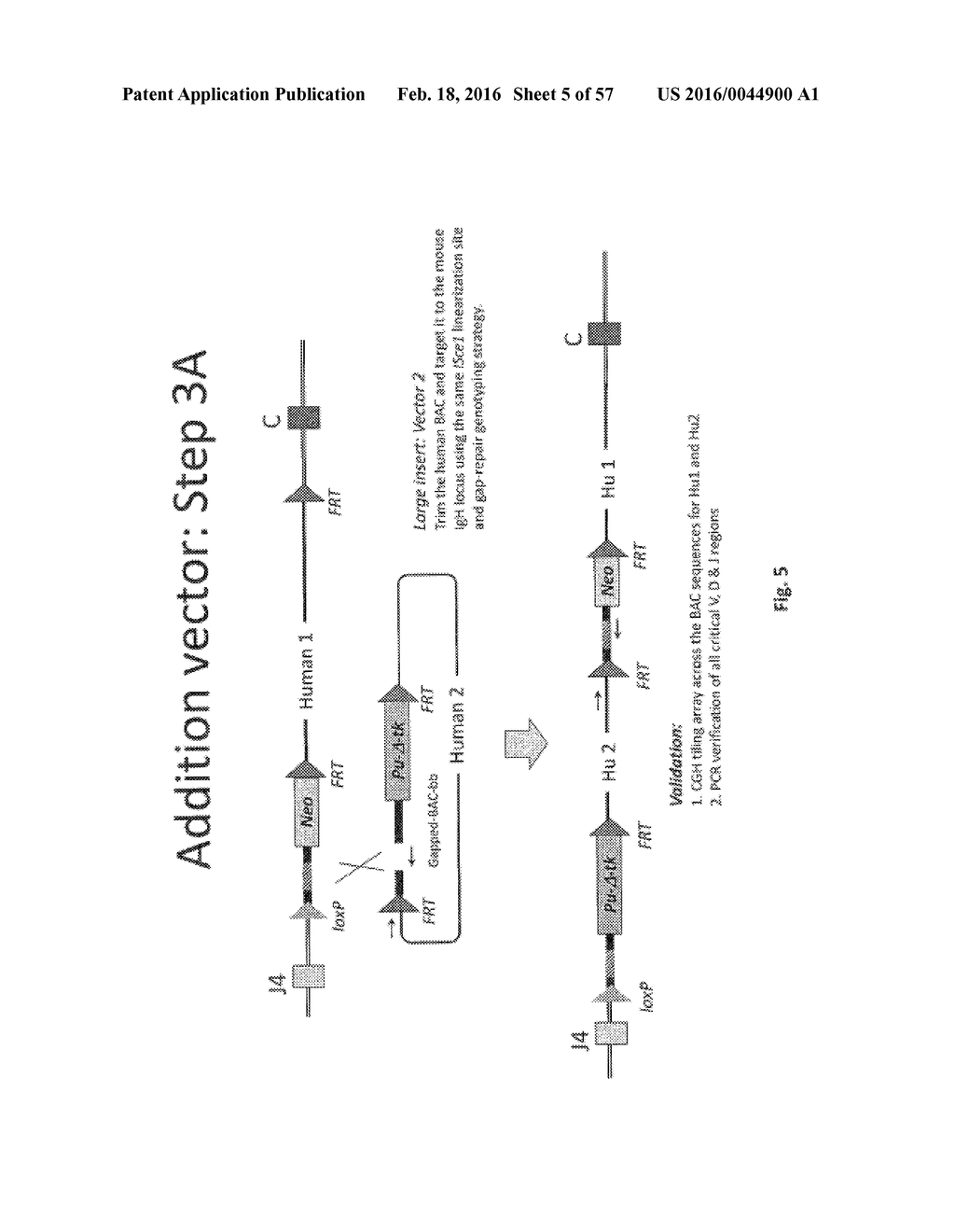 ANIMAL MODELS AND THERAPEUTIC MOLECULES - diagram, schematic, and image 06