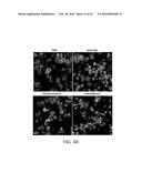 EDIBLE PLANT-DERIVED MICROVESICLE COMPOSITIONS INCLUDING CONJUGATED     THERAPEUTIC AGENTS AND METHODS FOR USING THE SAME diagram and image