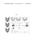 PHARMACEUTICAL FORMULATION FOR USE IN THE TREATMENT AND/OR PREVENTION OF     RESTENOSIS diagram and image