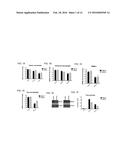 INHIBITION OF CHOROIDAL NEOVASCULARIZATION diagram and image