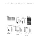 INHIBITION OF CHOROIDAL NEOVASCULARIZATION diagram and image