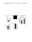 INHIBITION OF CHOROIDAL NEOVASCULARIZATION diagram and image