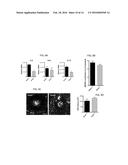 INHIBITION OF CHOROIDAL NEOVASCULARIZATION diagram and image