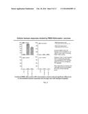 Foot and Mouth Disease Virus (FMDV) Consensus Proteins, Coding Sequences     Therefor and Vaccines Made Therefrom diagram and image