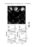 DIRECTED IMMUNE STIMULATION diagram and image