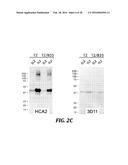 DIRECTED IMMUNE STIMULATION diagram and image