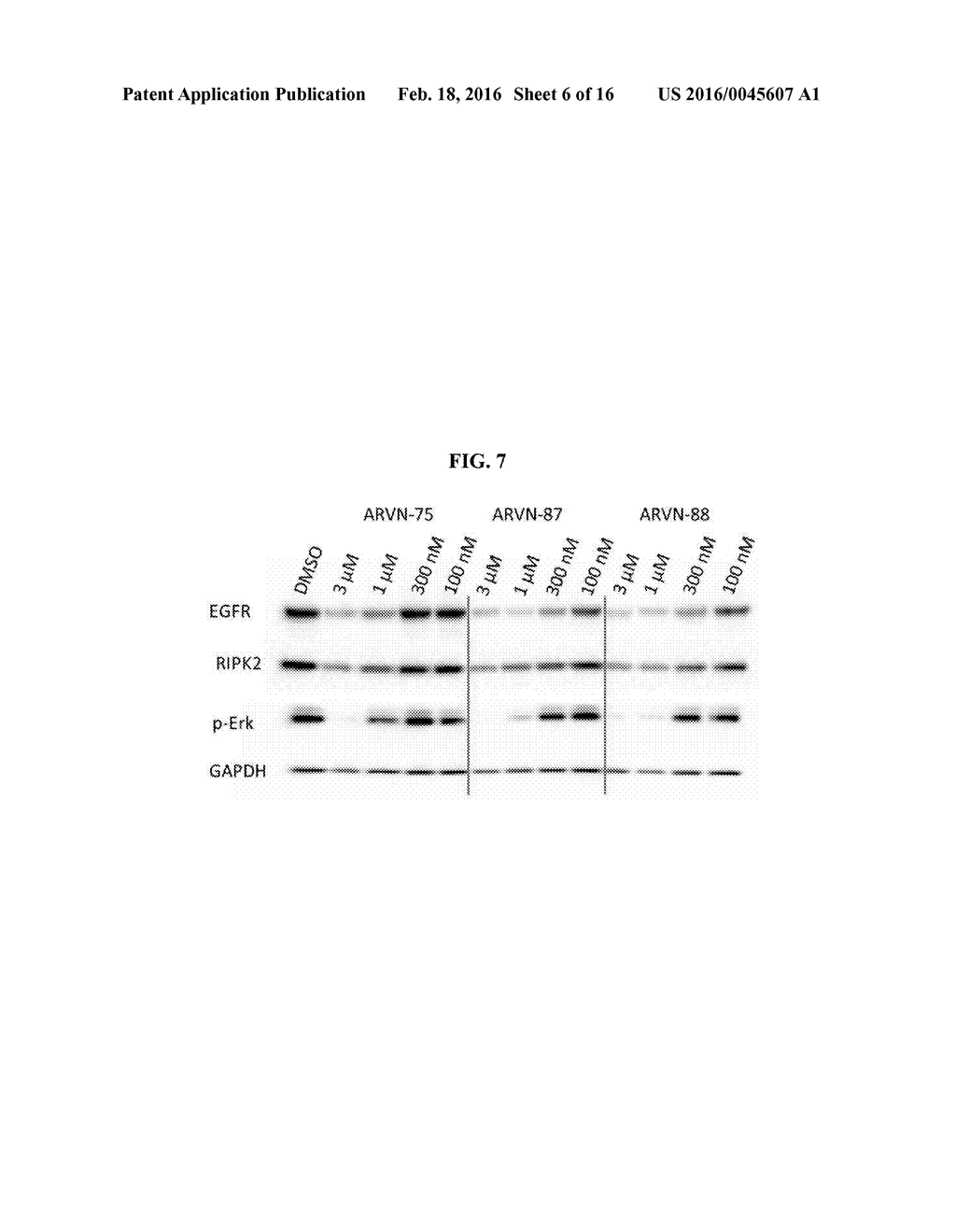 ESTROGEN-RELATED RECEPTOR ALPHA BASED PROTAC COMPOUNDS AND ASSOCIATED     METHODS OF USE - diagram, schematic, and image 07