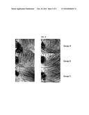 NOVEL PHYTOSPHINGOSINE-1-PHOSPHATE DERIVATIVE, PREPARATION METHOD     THEREFOR, AND COMPOSITION FOR PREVENTING AND TREATING HAIR LOSS OR FOR     GROWING HAIR COMPRISING SAME diagram and image