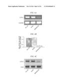 Method for Inhibiting Proliferation of High Lix1I-Expressing Tumor Cell,     and Tumor Cell Proliferation-Inhibiting Peptide diagram and image