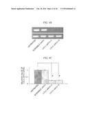 Method for Inhibiting Proliferation of High Lix1I-Expressing Tumor Cell,     and Tumor Cell Proliferation-Inhibiting Peptide diagram and image