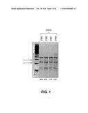 METHODS AND COMPOSITIONS FOR GENE CORRECTION diagram and image