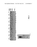 METHODS AND COMPOSITIONS FOR GENE CORRECTION diagram and image