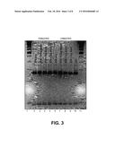 METHODS AND COMPOSITIONS FOR GENE CORRECTION diagram and image