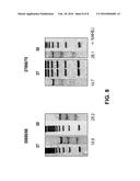 METHODS AND COMPOSITIONS FOR GENE CORRECTION diagram and image