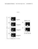 KIR-BINDING AGENTS AND METHODS OF USE THEREOF diagram and image