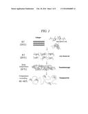 THERMOSENSITIVE IONIC COMPOSITE, PREPARING METHOD THEREOF, AND     BIODEGRADABLE COMPOSITION CONTAINING THE SAME diagram and image