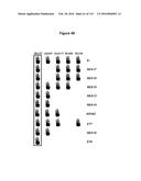 Endophytes and related methods diagram and image