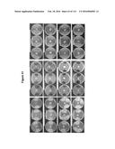 Endophytes and related methods diagram and image