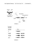 METHODS OF SEQUENCING NUCLEIC ACIDS IN MIXTURES AND COMPOSITIONS RELATED     THERETO diagram and image