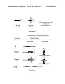 METHODS OF SEQUENCING NUCLEIC ACIDS IN MIXTURES AND COMPOSITIONS RELATED     THERETO diagram and image