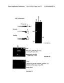 METHODS OF SEQUENCING NUCLEIC ACIDS IN MIXTURES AND COMPOSITIONS RELATED     THERETO diagram and image