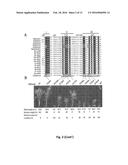 MUTANT GIBBERELLIN 2-OXIDASE GENES AND USES THEREOF diagram and image