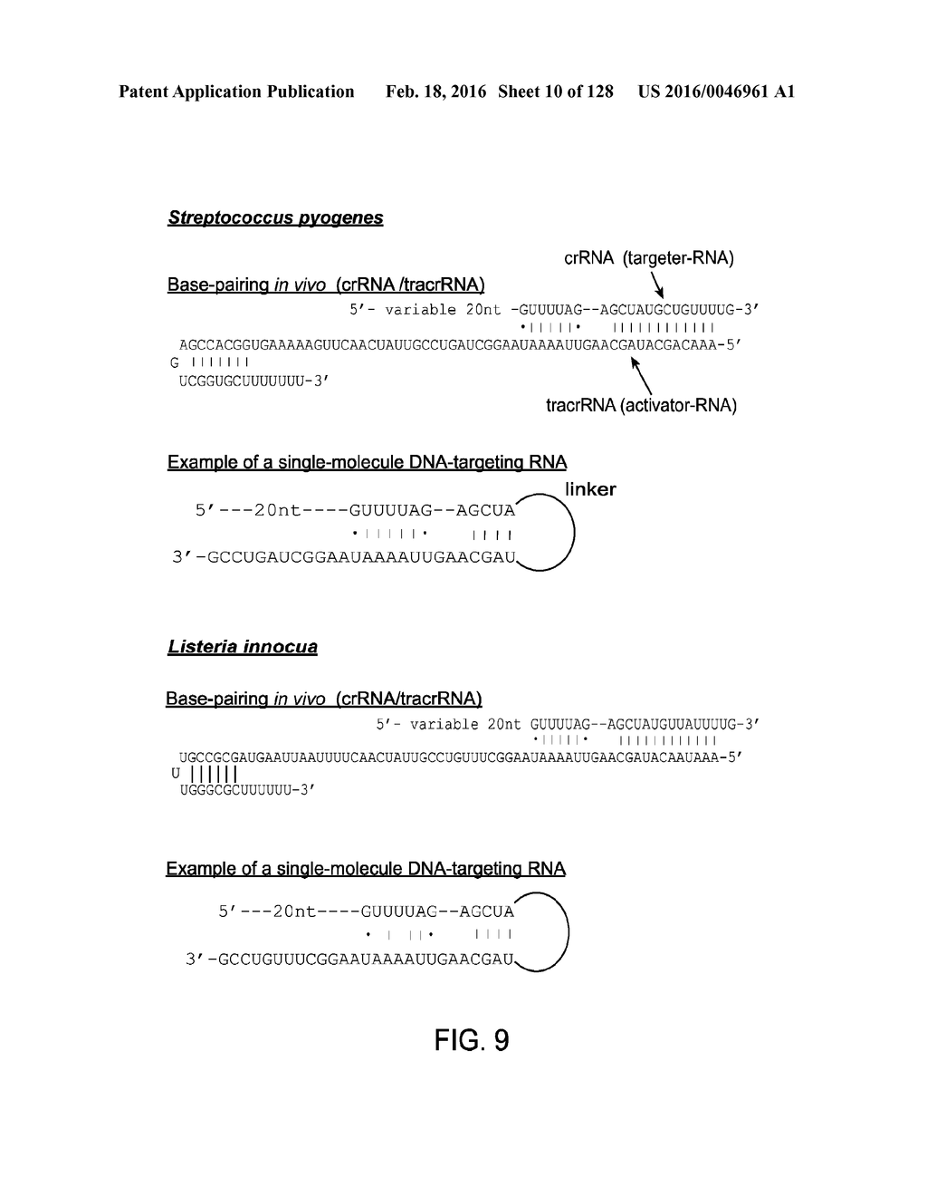 Methods and Compositions for RNA-Directed Target DNA Modification and For     RNA-Directed Modulation of Transcription - diagram, schematic, and image 11