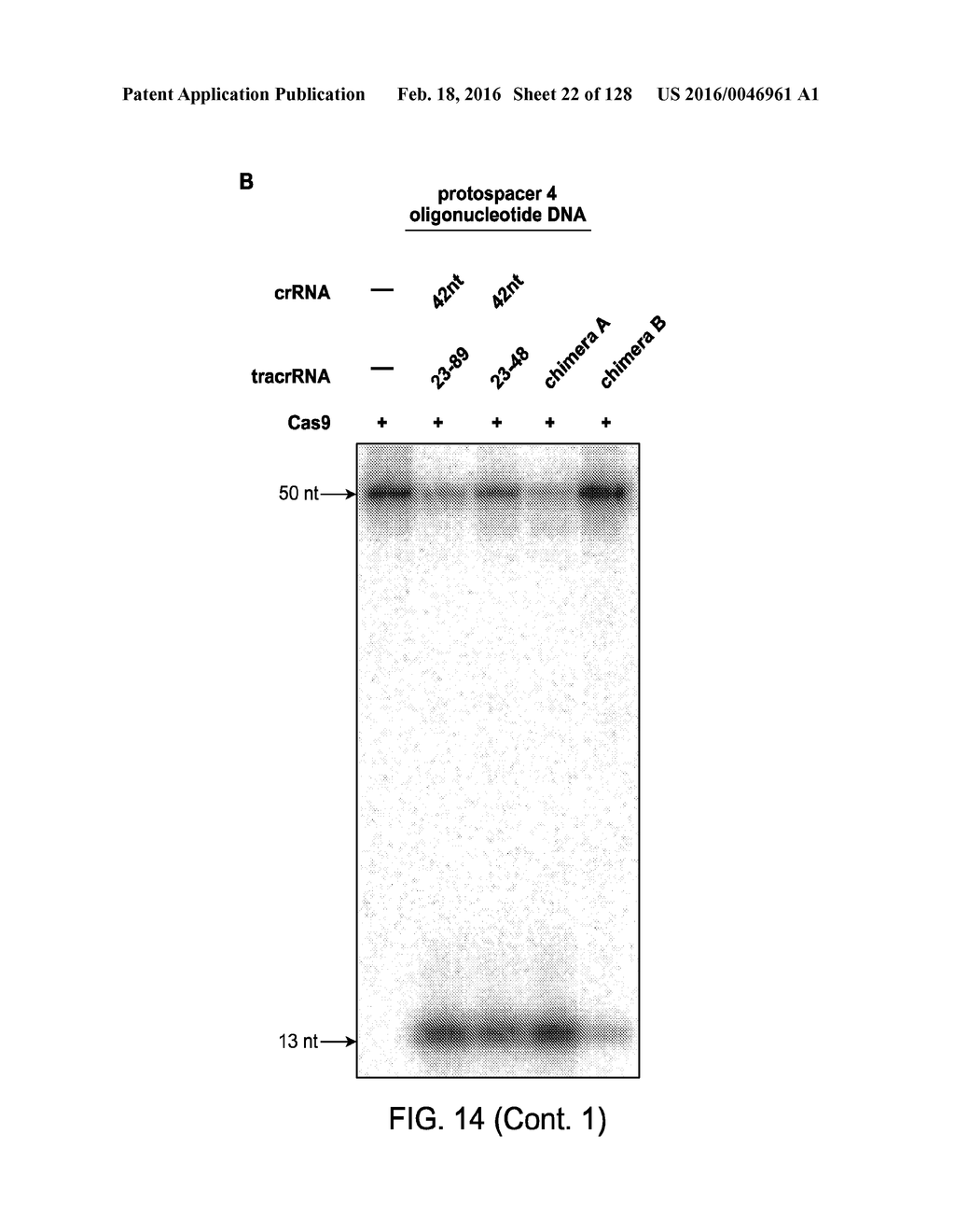 Methods and Compositions for RNA-Directed Target DNA Modification and For     RNA-Directed Modulation of Transcription - diagram, schematic, and image 23