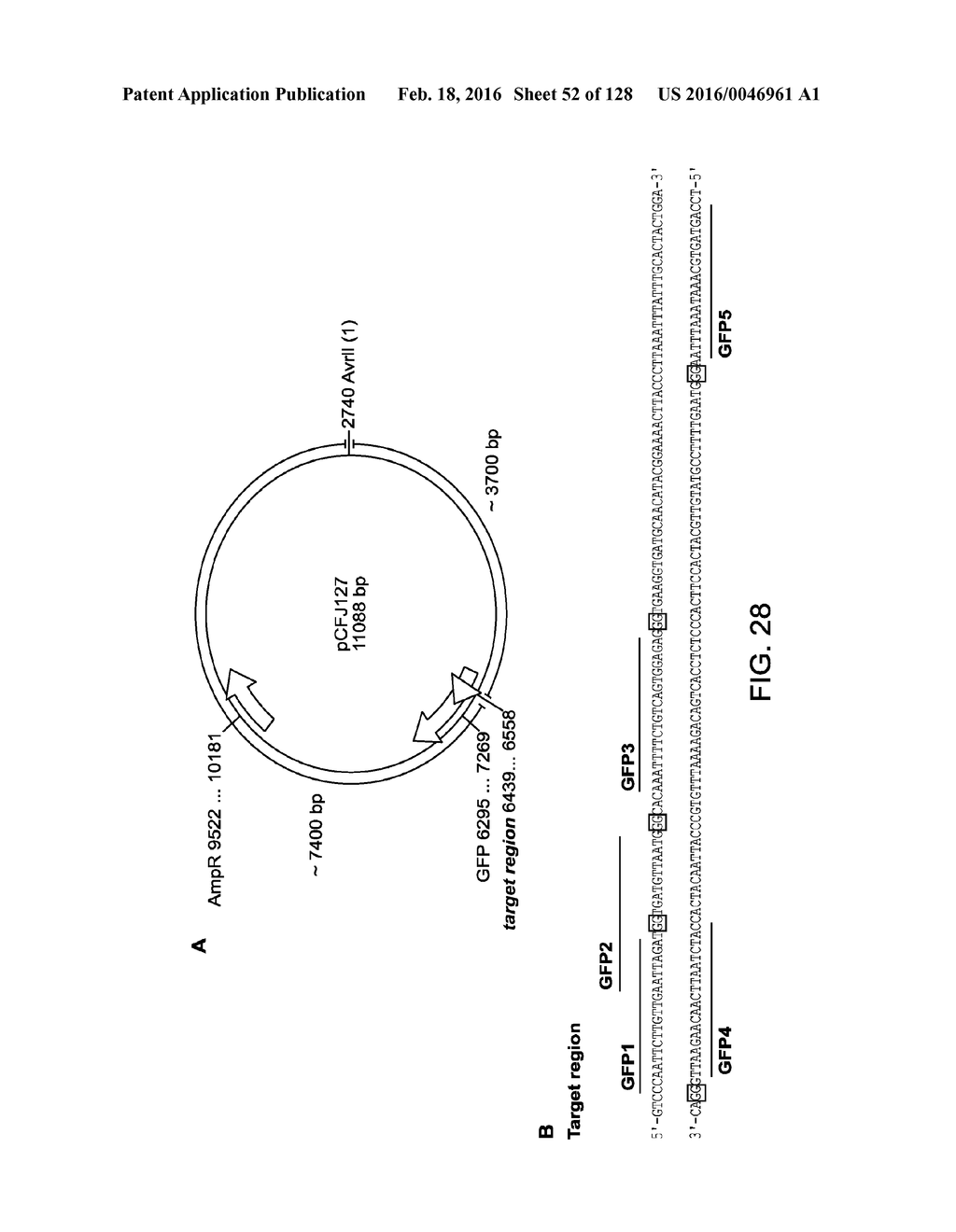 Methods and Compositions for RNA-Directed Target DNA Modification and For     RNA-Directed Modulation of Transcription - diagram, schematic, and image 53