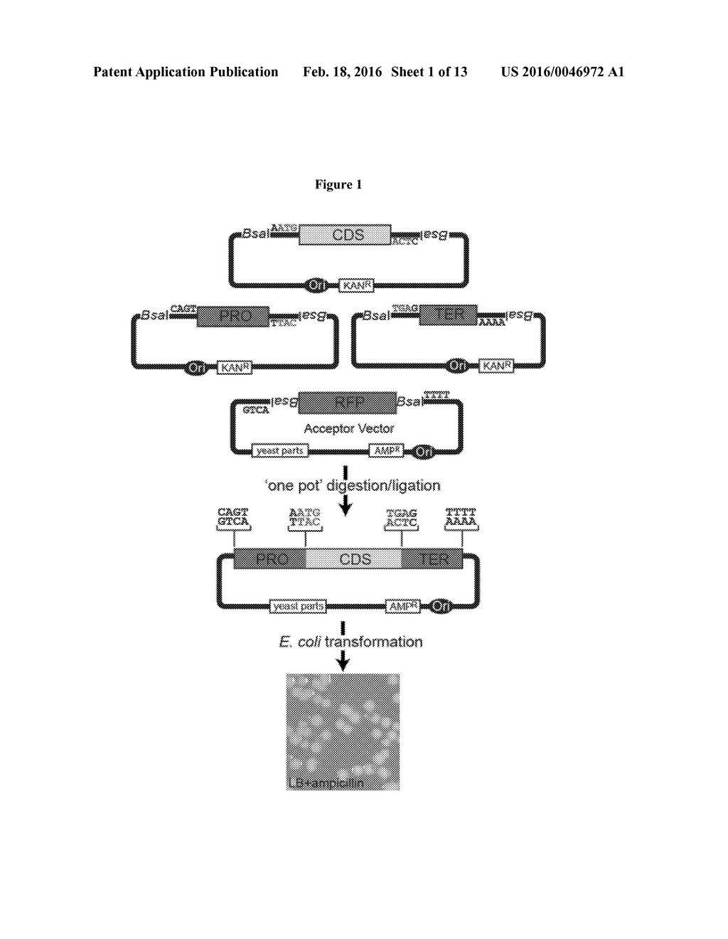 VERSATILE GENETIC ASSEMBLY SYSTEM (VEGAS) TO ASSEMBLE PATHWAYS FOR     EXPRESSION - diagram, schematic, and image 02