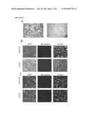 In Vitro Method for Assessing Cytokine Storm Responses diagram and image