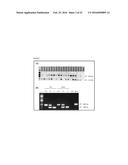 TRANSGENIC NON-HUMAN ORGANISMS WITH NON-FUNCTIONAL TSPO GENES diagram and image