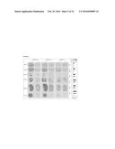 TRANSGENIC NON-HUMAN ORGANISMS WITH NON-FUNCTIONAL TSPO GENES diagram and image