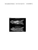 TRANSGENIC NON-HUMAN ORGANISMS WITH NON-FUNCTIONAL TSPO GENES diagram and image