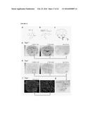 TRANSGENIC NON-HUMAN ORGANISMS WITH NON-FUNCTIONAL TSPO GENES diagram and image