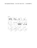 TRANSGENIC NON-HUMAN ORGANISMS WITH NON-FUNCTIONAL TSPO GENES diagram and image