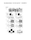 TRANSGENIC NON-HUMAN ORGANISMS WITH NON-FUNCTIONAL TSPO GENES diagram and image